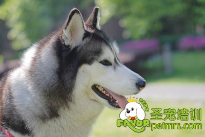 可愛狗狗