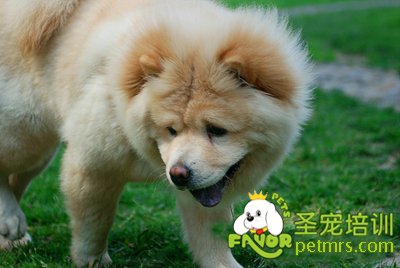可愛寵物狗