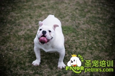 斗牛犬