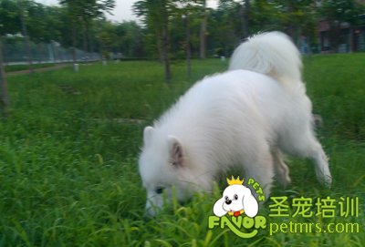 狗狗吃草