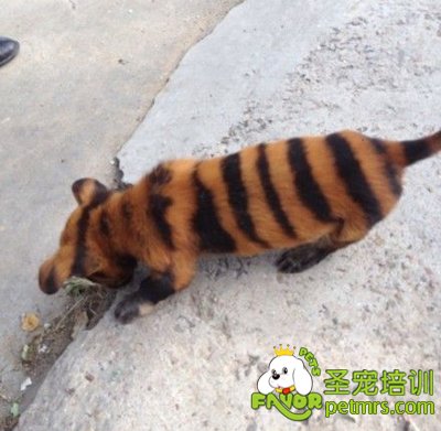 狗如貓狗合體