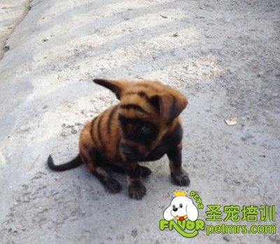 你說它是“貓”還是“狗”