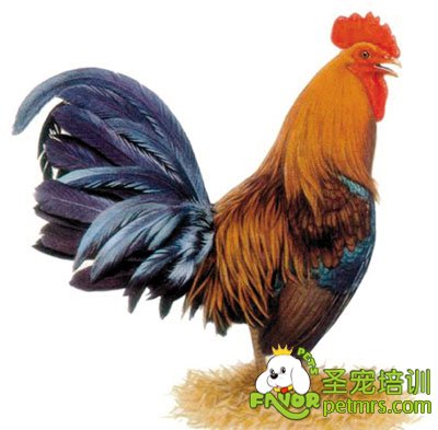 寵物公雞