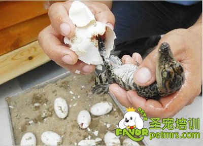 袖珍鱷魚,新型寵物誕生了