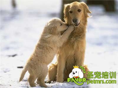 可愛寵物狗