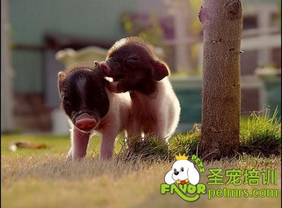 寵物豬