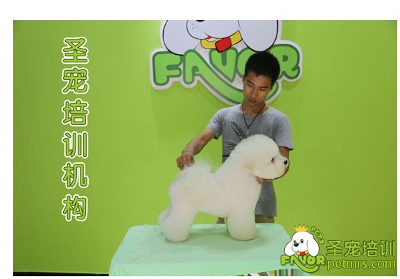 【中國經濟網】寵物美容師職業發展方向