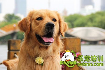 可愛(ài)狗狗