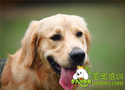 狗狗不隨地大小便而是去廁所的方法