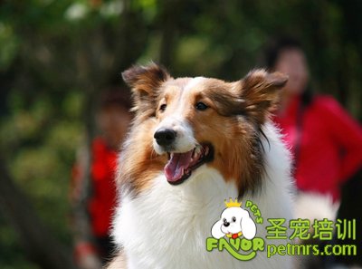 可愛寵物狗狗