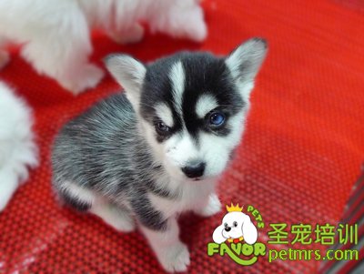 可愛狗狗
