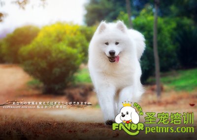薩摩耶犬