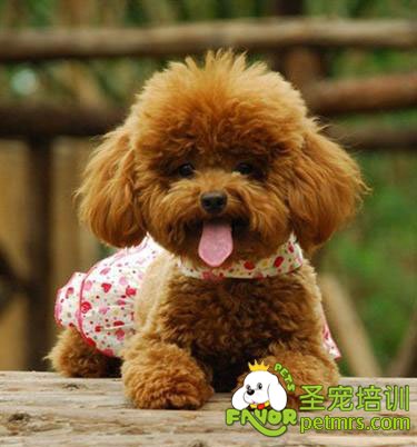 可愛狗狗