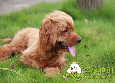 可愛狗狗