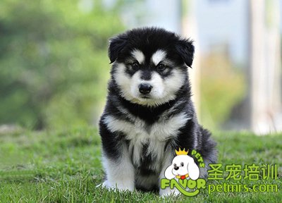 阿拉斯加幼犬