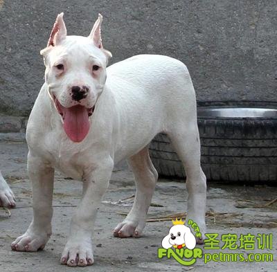 杜高犬