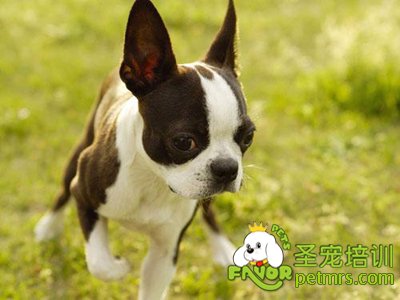 波士頓梗犬