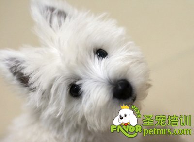 西高地白梗