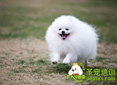 可愛狗狗