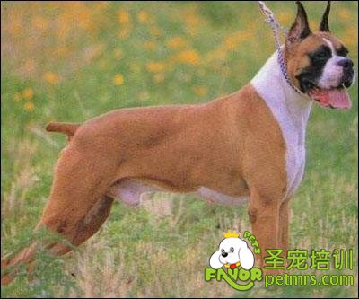 拳師犬