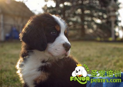 伯恩山犬