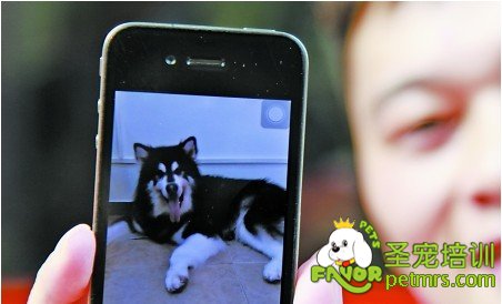 鎮(zhèn)店之犬