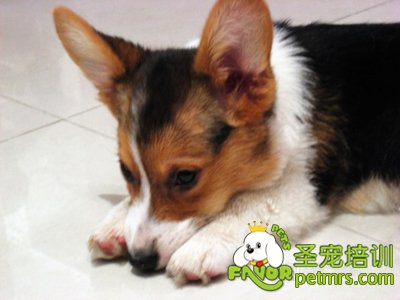 狗狗