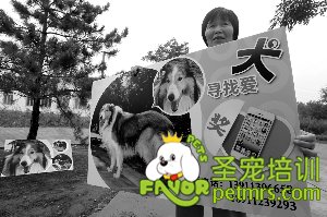 小狗走失 主人稱“誰幫我找到狗,我就給誰一部iPhone 5S手機”