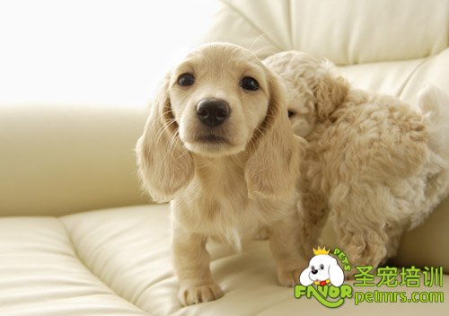 健康幼犬的標準