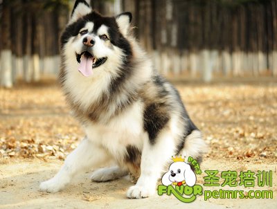 可愛狗狗