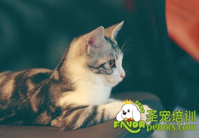 貓咪