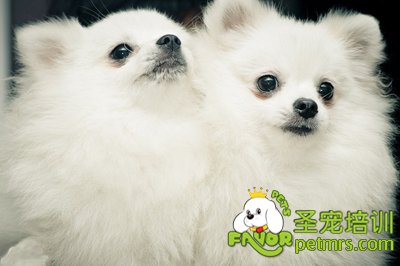 博美犬