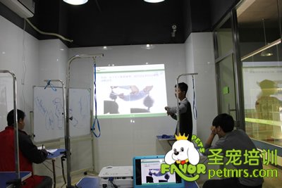 老師給學生講述貴賓犬標準及怎樣修剪