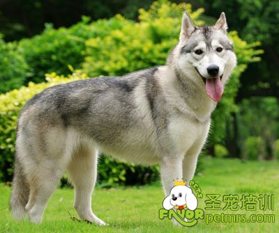可愛狗狗