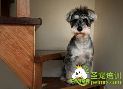 可愛狗狗