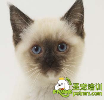 暹羅貓