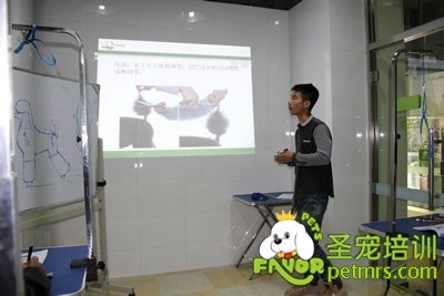 圣寵寵物貴賓犬、泰迪犬理論課