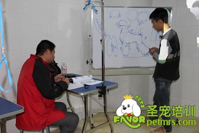 圣寵老師指導(dǎo)學生貴賓犬體型修剪標準
