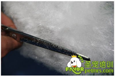 假毛剪刀練習