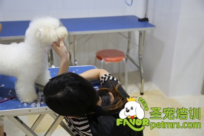 圣寵學(xué)員活體修剪課程