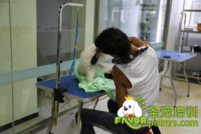圣寵學(xué)員貴賓犬護(hù)理課程-旦悅