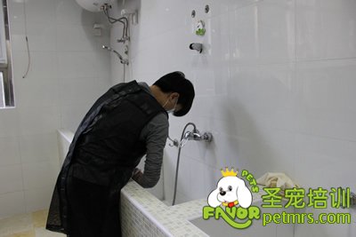 圣寵學(xué)員劉志明在給狗狗洗澡