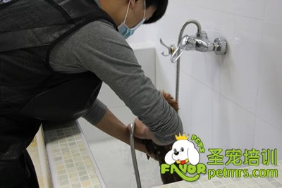 圣寵學(xué)員劉志明在給狗狗洗澡
