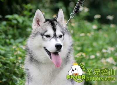 狗狗臉部清潔步驟