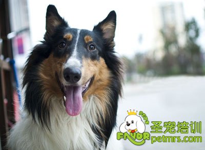 可愛狗狗