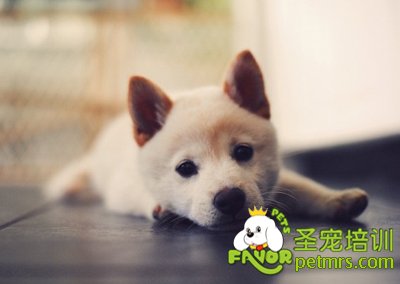 秋田犬