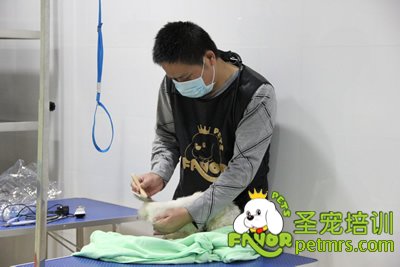 圣寵學(xué)員在進(jìn)行剪狗前的準(zhǔn)備工作
