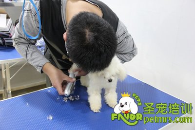 圣寵學(xué)員在進(jìn)行剪狗前的準(zhǔn)備工作