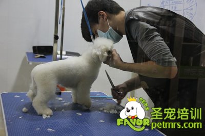 圣寵學員劉志明第一次剪狗