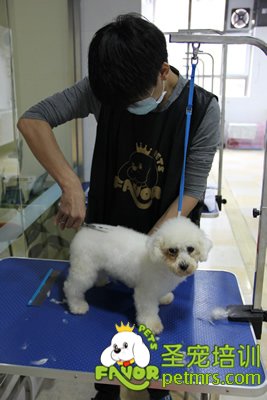 圣寵學員劉志明第一次剪狗